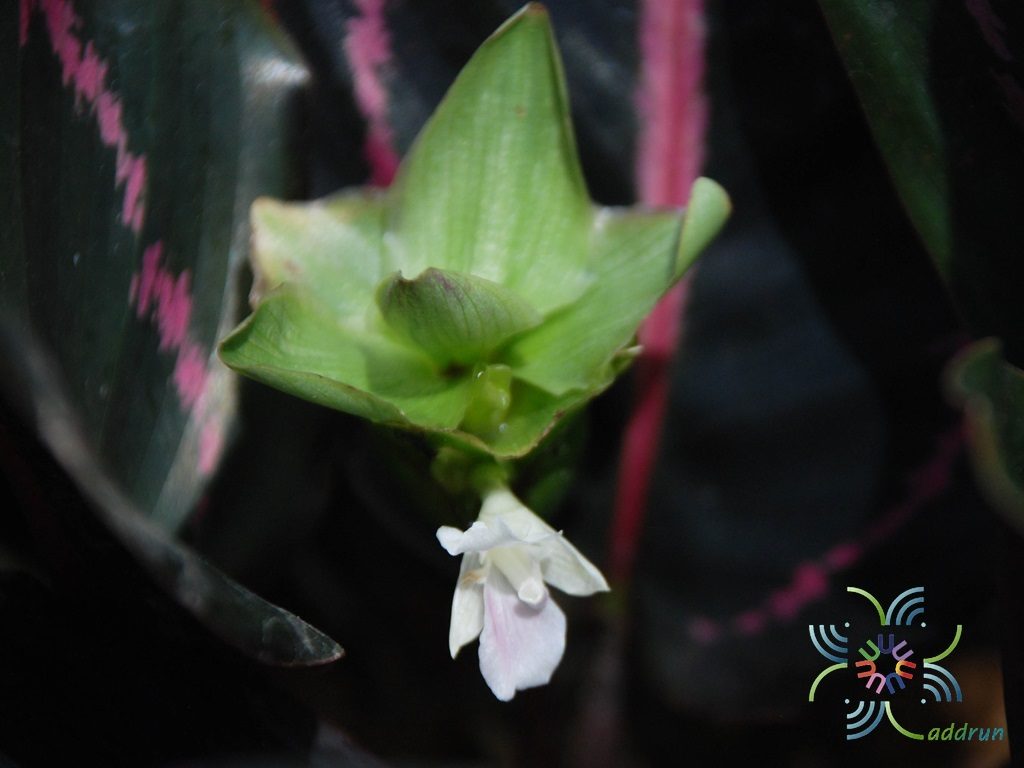 คล้านกยูงแดง Calathea roseopicta (Linden) Regel  medallion ‘Surprise Star’