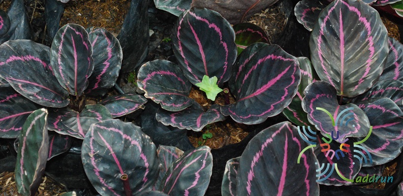 คล้านกยูงแดง Calathea roseopicta (Linden) Regel  medallion ‘Surprise Star’