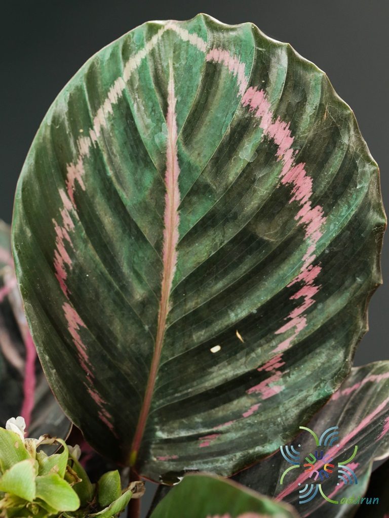 คล้านกยูงแดง Calathea roseopicta (Linden) Regel  medallion ‘Surprise Star’