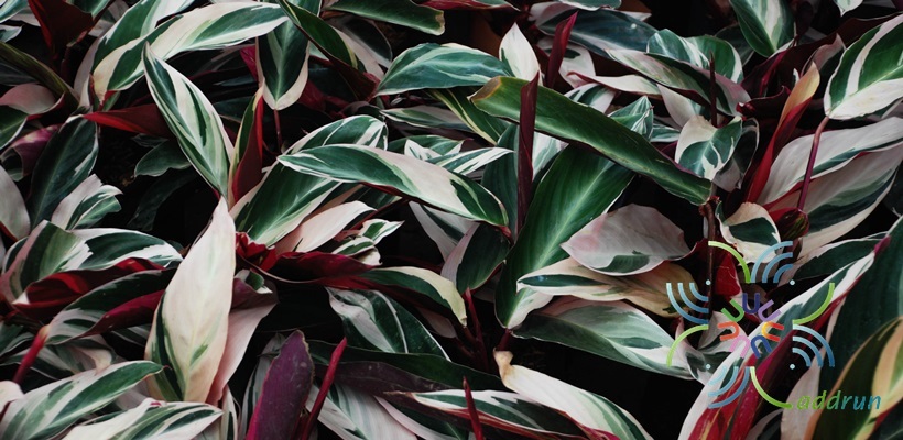 คล้าพญาคล้าทอง Ctenanthe oppenheimiana (E. Morren) K. Schum. ‘Tricolor’
