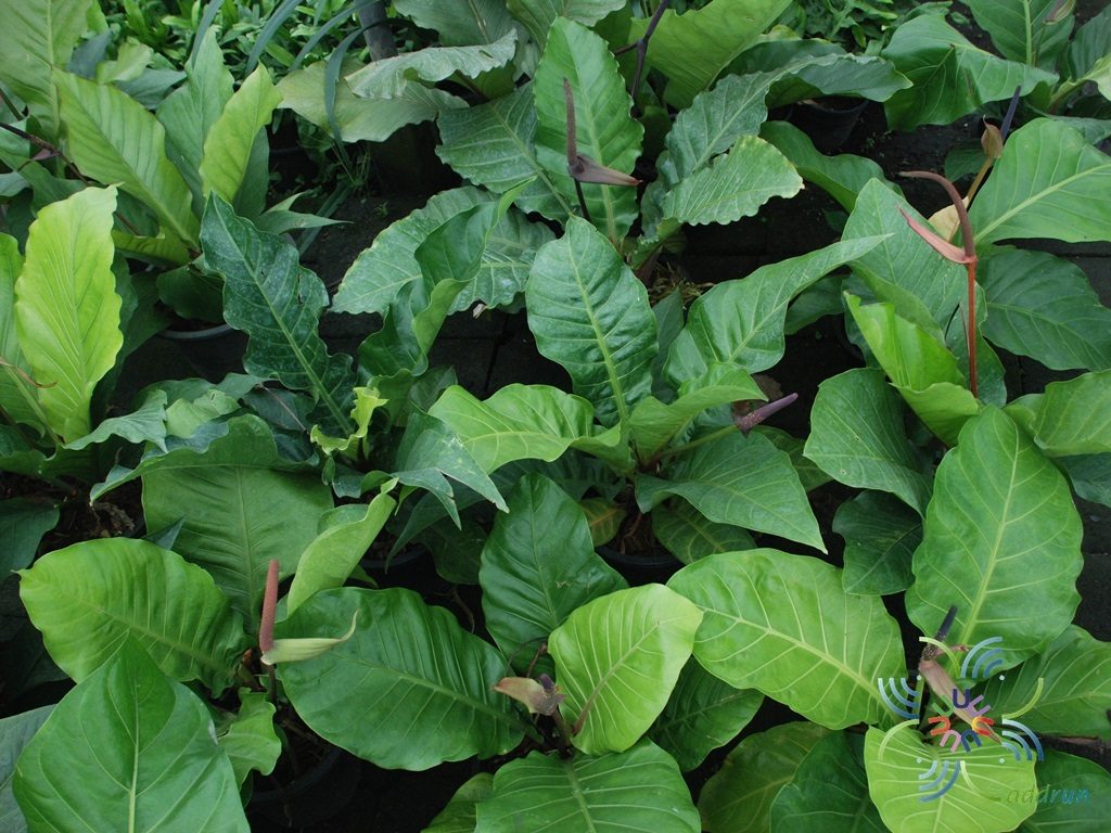 หน้าวัวใบผักกาด Anthurium schlechtendahlii Kunth.