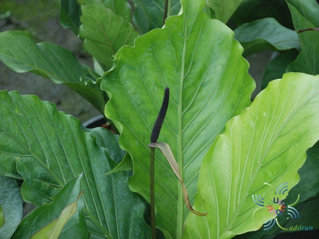 หน้าวัวใบผักกาด Anthurium schlechtendahlii Kunth.