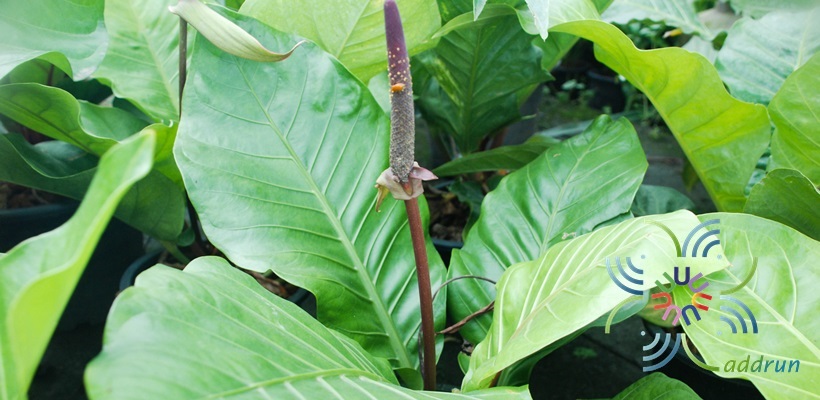 หน้าวัวใบผักกาด Anthurium schlechtendahlii Kunth.