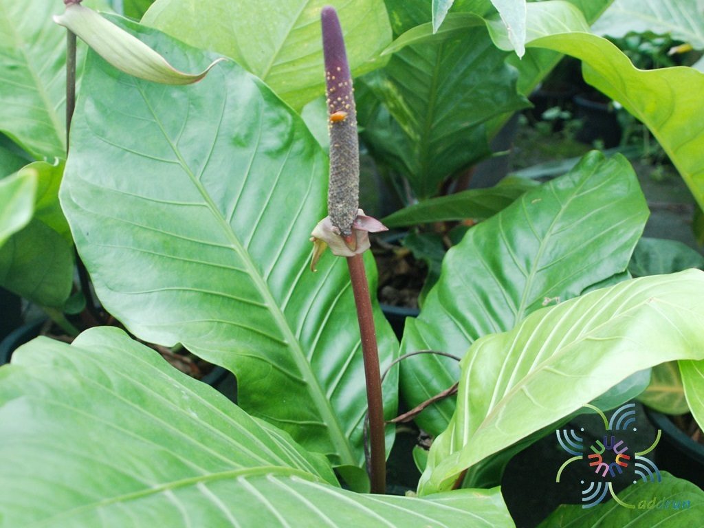 หน้าวัวใบผักกาด Anthurium schlechtendahlii Kunth.