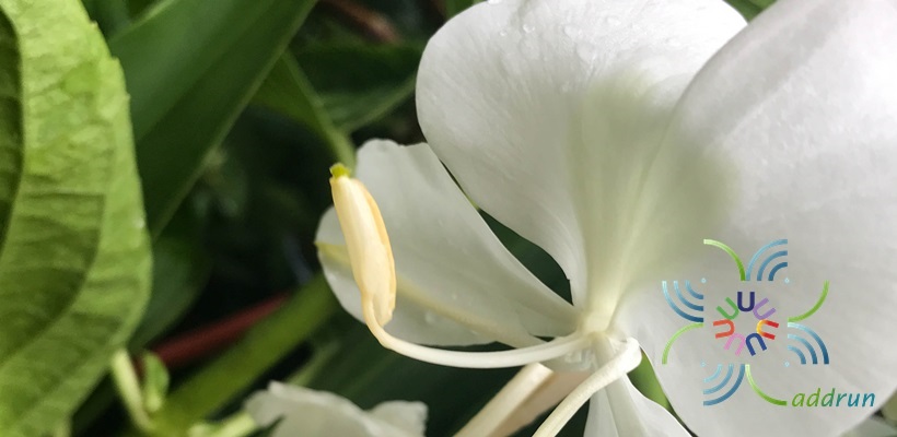 มหาหงส์ Hedychium coronarium J. Koenig