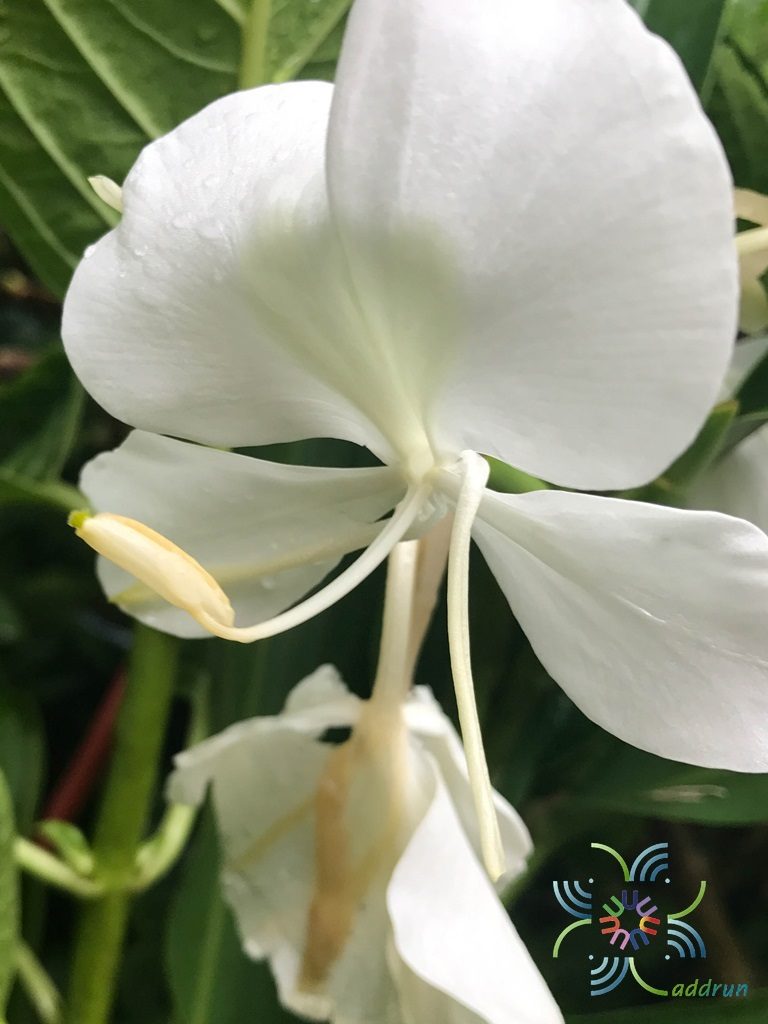 มหาหงส์ Hedychium coronarium J. Koenig