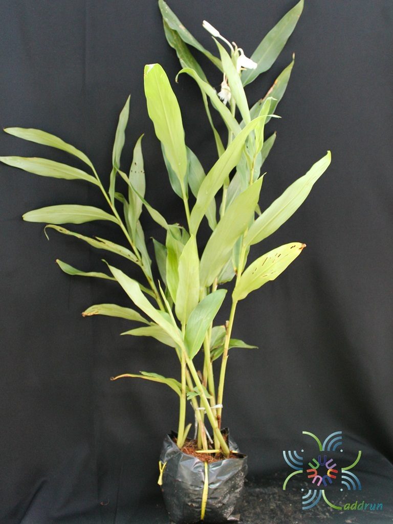 มหาหงส์ Hedychium coronarium J. Koenig