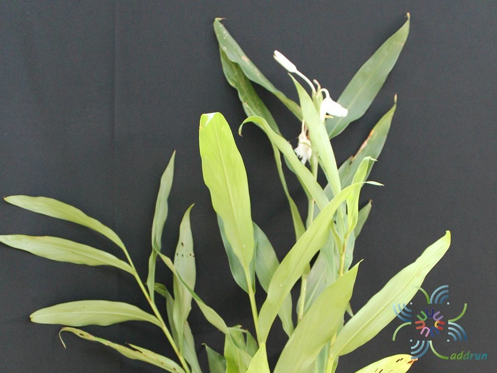 มหาหงส์ Hedychium coronarium J. Koenig