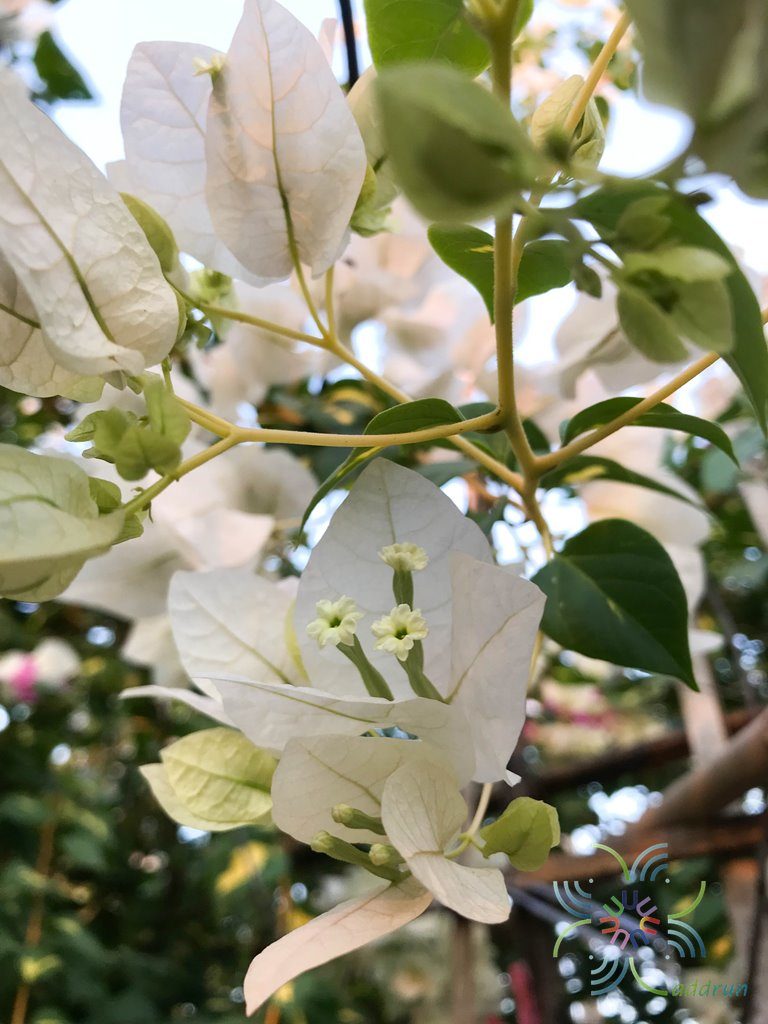 เฟื่องฟ้า 2 สี Bougainvillea hybrid