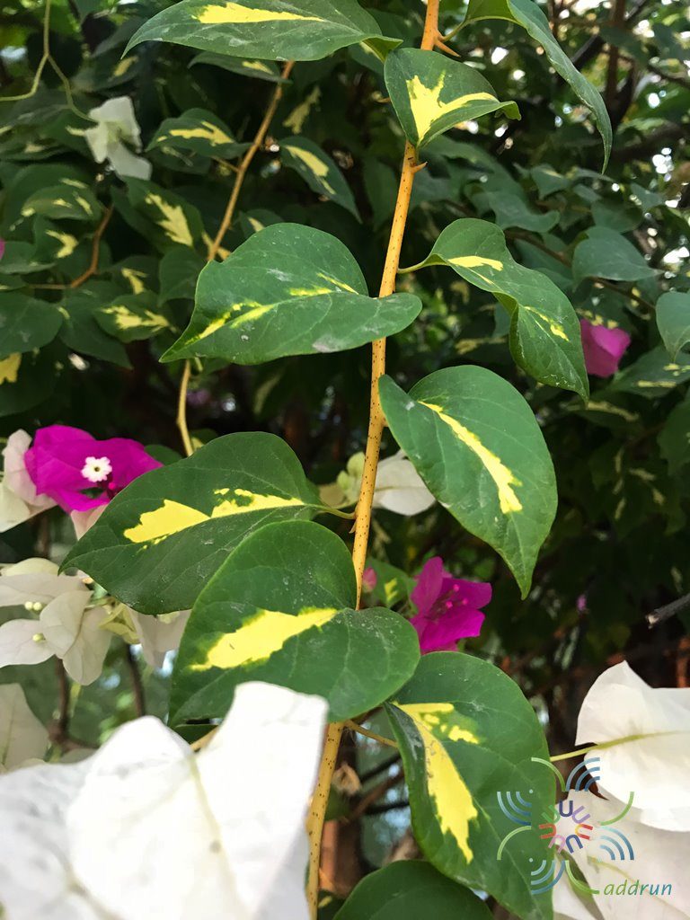 เฟื่องฟ้า 2 สี Bougainvillea hybrid