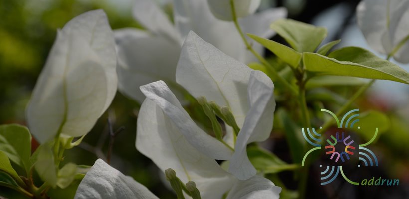 เฟื่องฟ้า สีขาว #1 Bougainvillea hybrid