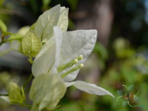 เฟื่องฟ้า สีขาว #1 Bougainvillea hybrid