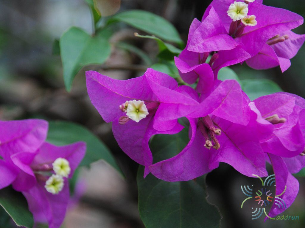 เฟื่องฟ้า สีม่วง #1 Bougainvillea hybrid