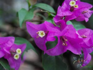 เฟื่องฟ้า สีม่วง #1 Bougainvillea hybrid