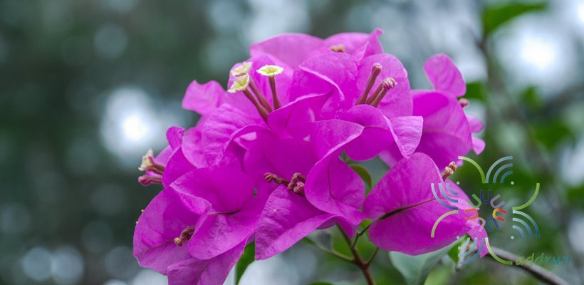 เฟื่องฟ้า สีม่วง #1 Bougainvillea hybrid