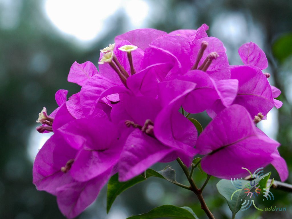 เฟื่องฟ้า สีม่วง #1 Bougainvillea hybrid