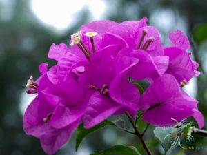 เฟื่องฟ้า สีม่วง #1 Bougainvillea hybrid