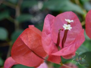 เฟื่องฟ้า สีส้ม Bougainvillea hybrid