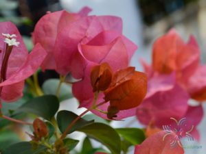 เฟื่องฟ้า สีส้ม Bougainvillea hybrid