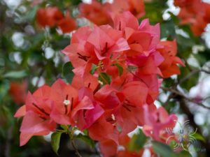 เฟื่องฟ้า สีส้ม Bougainvillea hybrid