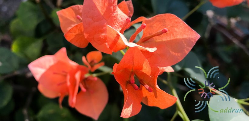 เฟื่องฟ้า สีส้ม Bougainvillea hybrid