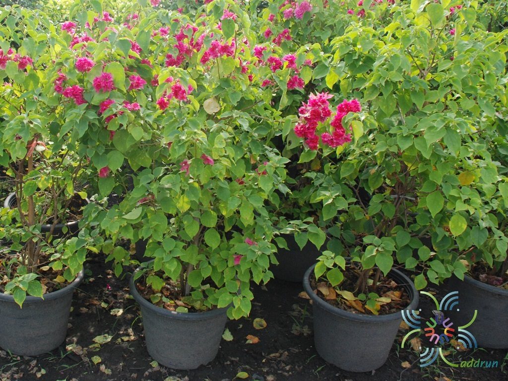 เฟื่องฟ้า ดอกซ้อน Bougainvillea buttiana ‘Mahara’