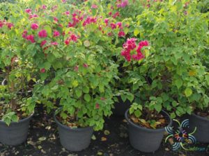 เฟื่องฟ้า ดอกซ้อน Bougainvillea buttiana ‘Mahara’