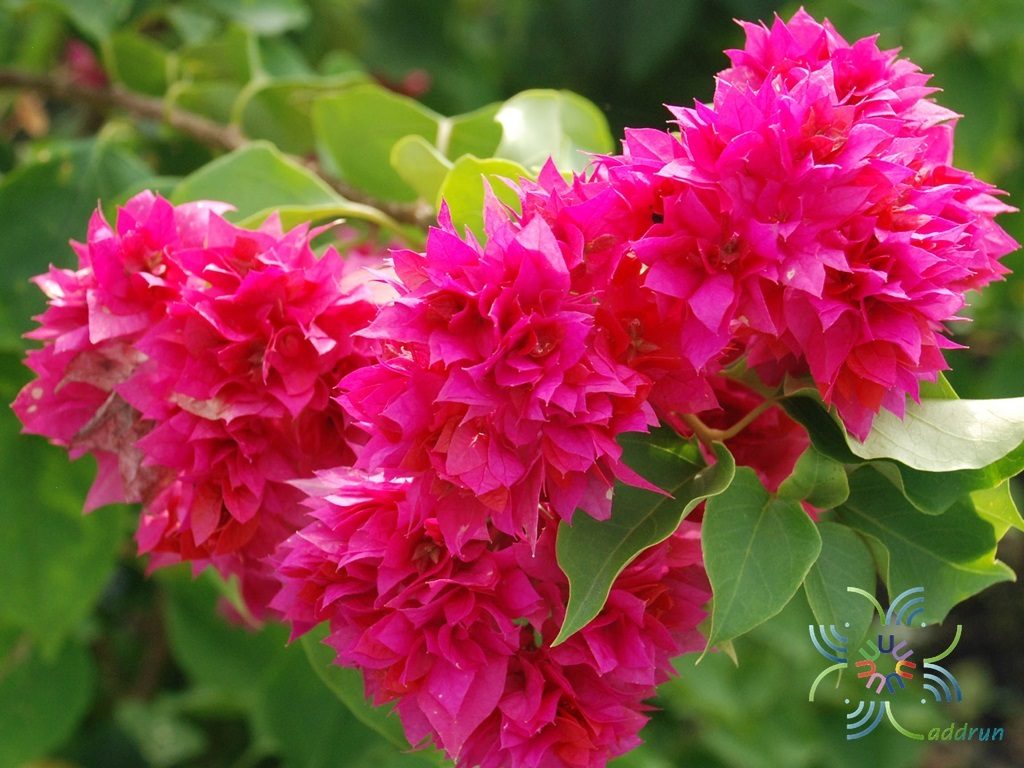 เฟื่องฟ้า ดอกซ้อน Bougainvillea buttiana ‘Mahara’