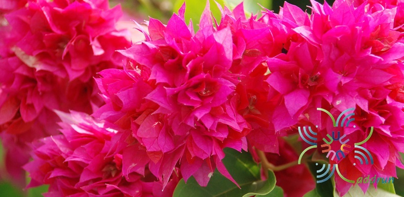 เฟื่องฟ้า ดอกซ้อน Bougainvillea buttiana ‘Mahara’