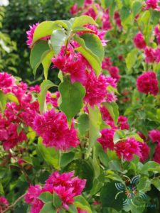 เฟื่องฟ้า ดอกซ้อน Bougainvillea buttiana ‘Mahara’