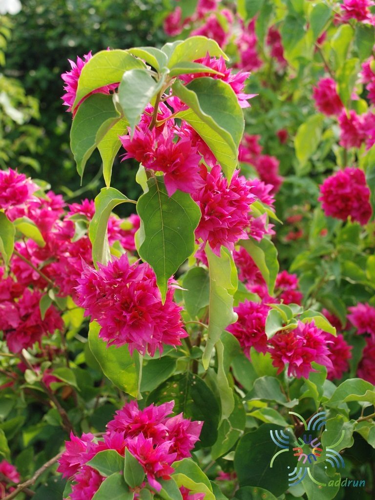 เฟื่องฟ้า ดอกซ้อน Bougainvillea buttiana ‘Mahara’