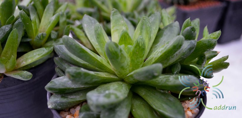 บัวแก้ว Haworthia cymbiformis (Haw.) Dural x H.retusa (L.) Dural