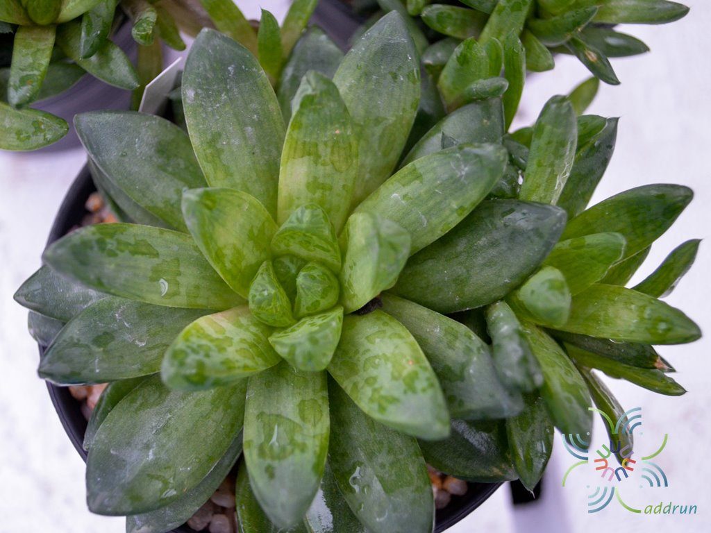 บัวแก้ว Haworthia cymbiformis (Haw.) Dural x H.retusa (L.) Dural