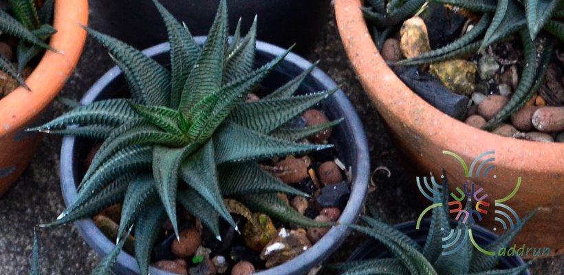 ม้าเวียน Haworthia limifoliaMarloth