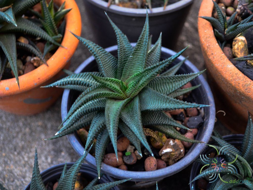 ม้าเวียน Haworthia limifoliaMarloth