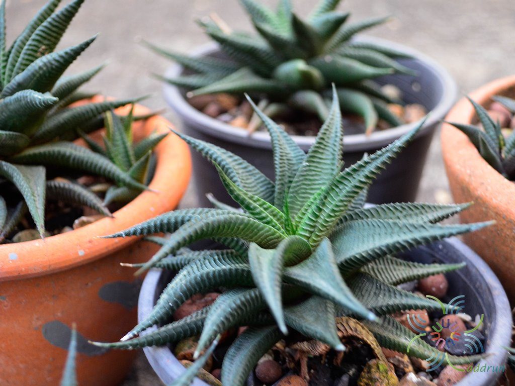 ม้าเวียน Haworthia limifoliaMarloth