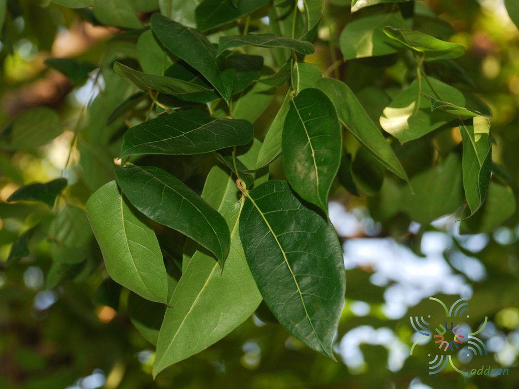 มะฮอกกานี Swietenia mahogany (L.) Jacq.