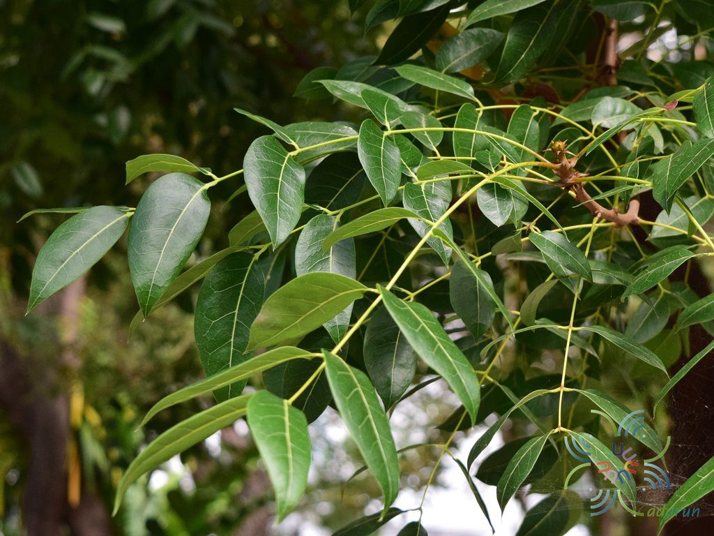 มะฮอกกานี Swietenia mahogany (L.) Jacq.