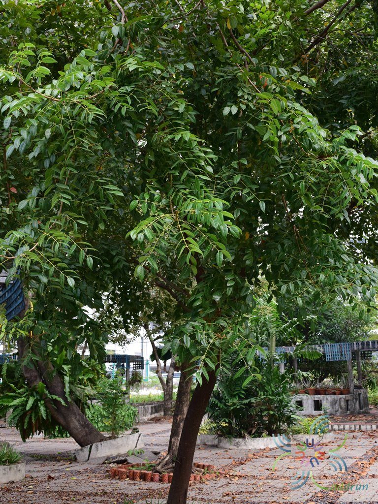 มะฮอกกานี Swietenia mahogany (L.) Jacq.