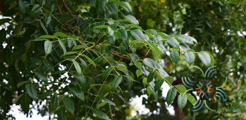 มะฮอกกานี Swietenia mahogany (L.) Jacq.