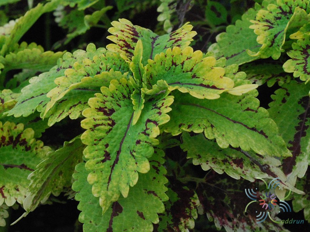 ฤๅษีผสม Solenostemon scutellarioides (L.) Codd.