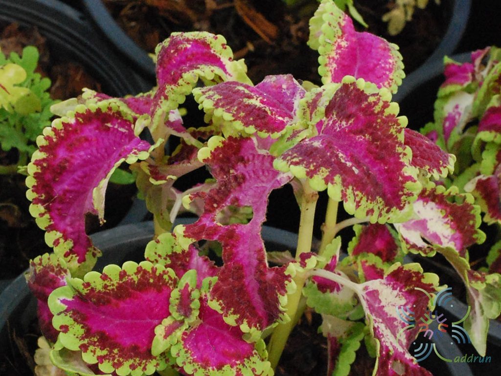 ฤๅษีผสม Solenostemon scutellarioides (L.) Codd.