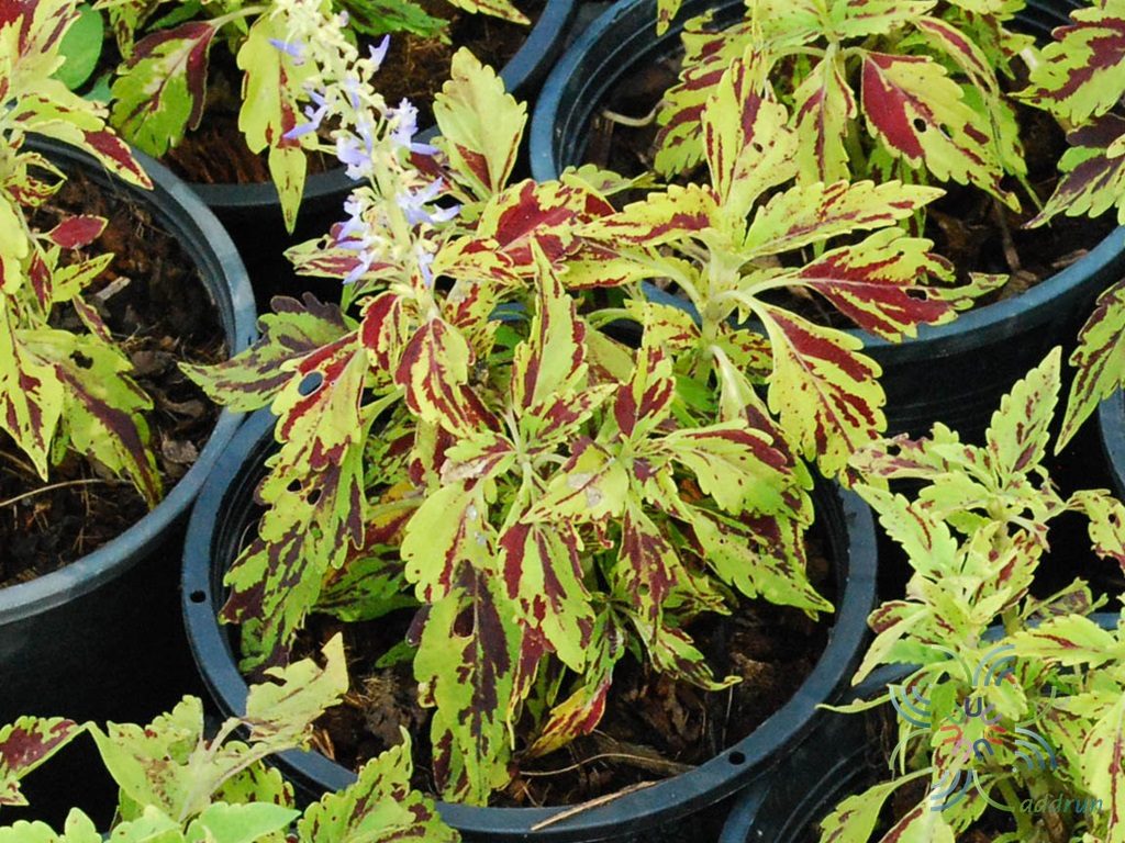 ฤๅษีผสม Solenostemon scutellarioides (L.) Codd.