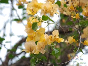 เฟื่องฟ้า เหลืองอรทัย Bougainvillea hybrid