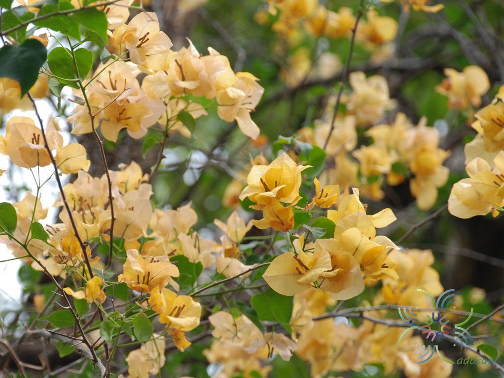 เฟื่องฟ้า เหลืองอรทัย Bougainvillea hybrid
