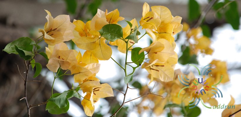 เฟื่องฟ้า เหลืองอรทัย Bougainvillea hybrid