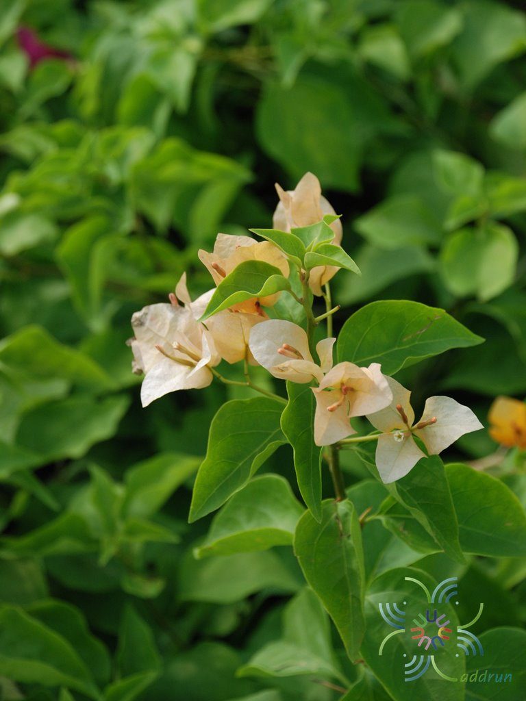 เฟื่องฟ้า เหลืองอรทัย Bougainvillea hybrid