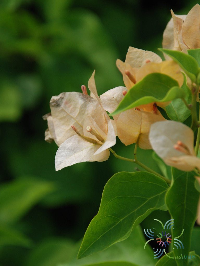 เฟื่องฟ้า เหลืองอรทัย Bougainvillea hybrid