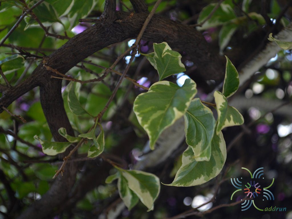 เฟื่องฟ้า สีขาว #2 ใบด่าง Bougainvillea hybrid