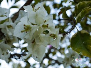 เฟื่องฟ้า สีขาว #2 ใบด่าง Bougainvillea hybrid